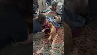 Orange cat REACTS to meeting my first born child