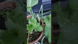 Growing!💚 Rhubarb