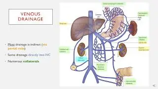 Abdominal Veins in less than 2 minutes.