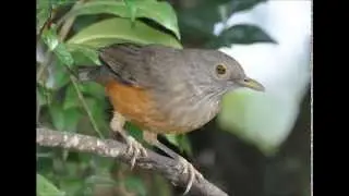 Baixar cantos de sabiá-laranjeira