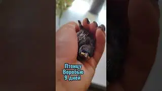 ПТЕНЦУ ВОРОБЬЯ 9 ДНЕЙ❗ #спасениептенца #shorts