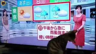 Kitty thinks the weather lady is playing with him | meeowTV