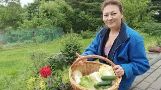 ОПУСКАЮ ПЛЕТИ ОГУРЦА | 13 ГРАДУСОВ | ЧТО СОБИРАЮ НА ОГОРОДЕ