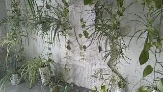 my little rain forest