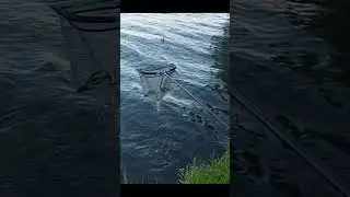 Рыбалка, поймана маленькая рыбка #рыбалка #fishing  #рыболовная