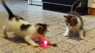 Kittens vs Laser