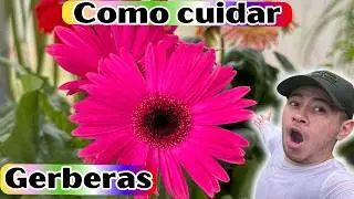 Por Estas Razones Tus Gerberas Siempre Se Mueren