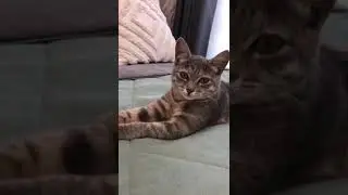 Michiko.ru | Котенок Микки ищет дом. Отдаем бесплатно. Кошки в дар в добрые руки.