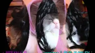 IL MIO GATTO TRISTANO FOTOMODELLO