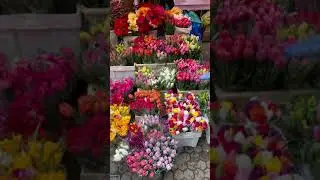 #springtime #springflowers #croatia #philippines #europe #shortvideo  #flowers #cherryblossom #tulip