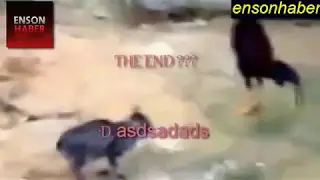 horozun kediye tecavüzü xD asdgfdgfdsf Rooster rapes to cat??? LoL