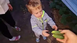 собираем урожай)