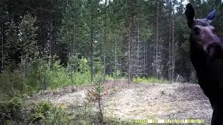 Солонец на лося.