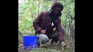 Перший осінній похід за лісовими грибочками. Гриби 2024. Гриби України.
