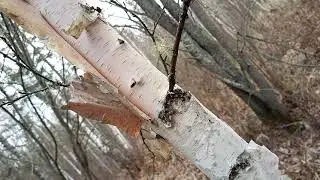 прогулка по сибирскому лесу осенью