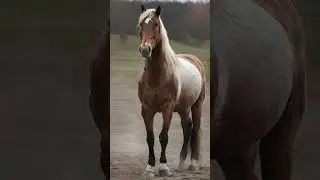 BEAUTIFUL BULL 4