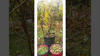 Актинидия сорта Римма