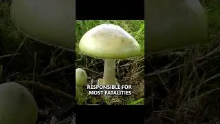 Avoid this Poisonous Mushroom! The Deathcap Fungi #survival #camping #bushcraft #shorts