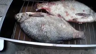 156 Коптим волжских лещей