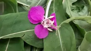 Приготовление иван-чая. Мой опыт