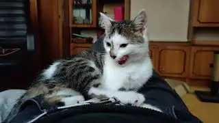 Olëg the cat is self-cleaning 02.09.2021