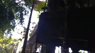 Playing Around With Monkeys At Tarzan's Treehouse