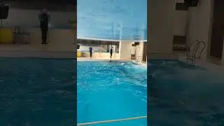 Шикарное выступление дельфинов в Харьковском Немо 