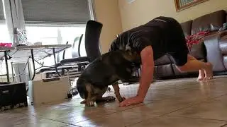 Dog interrupted workout