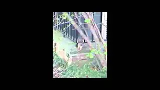 Squirrel eating an ice cream cone.
