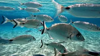 Summer Activities - Discover Corsica 2023