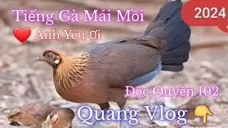 Tiếng Gà Mái Rừng | Gọi Trống | Kích Hiệu Quả 100%