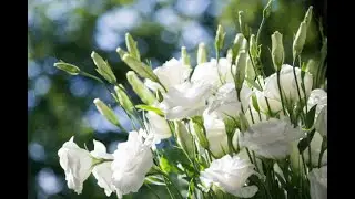 Where Have All the Flowers Gone? Где же все цветы теперь?