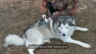 How To Keep Your Dog Cool At Night