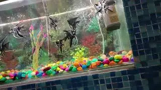 Very different types of fishes in the Amazon forest 4K visual #shortsfeed #shortvideo #trending #zoo