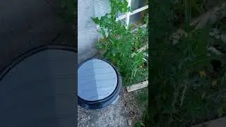Спасение котёнка из водяной ловушки