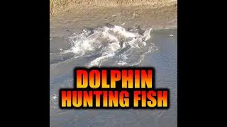 Dolphin hunting fish in South Carolina