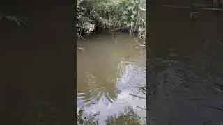 #рибалка #fishing #короп #карась