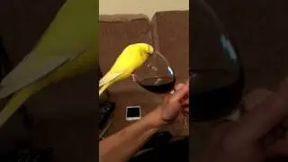 Sonny getting thirsty!! #budgie #funny!