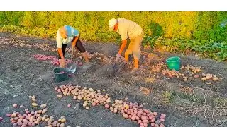 Life in the village: 🏡an incredible harvest and puppies found.🐶