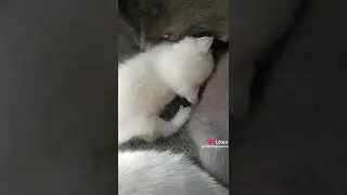 котятки красотки