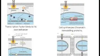 Lecture 3 Cell Cell Communication