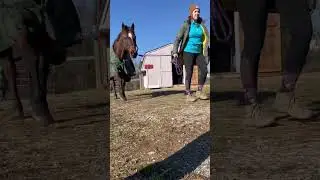 Thought my horse was dead…day in the life of a horse girl 