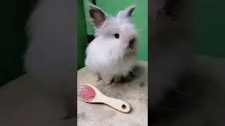 Cleofairy - Lionhead Doe Breeder