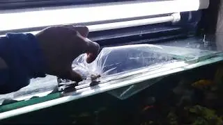 Запуск австралийского рака в аквариум.