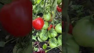 Сердце Скарлетт гном #огород #овощи #сад #дача #урожай #помидоры #томаты #семена #гномы