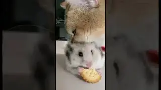 Ce chat a décider d’embêté ce hamster pendant qu’il grignote 