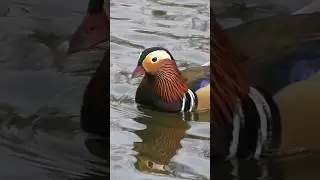 Утка мандаринка, Владивосток #утка #мандаринка #птица #владивосток #duck  #mandarinduck