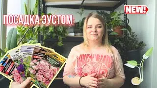 Январь❄️, самое время высаживать эустомы🌸🌸🌸