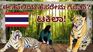 Tiger Kingdom | Things to do in Phuket | Complete Details | Tanawan Hotel Room Tour