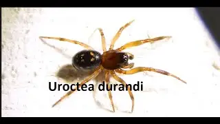 Uroctea durandi  by Theo